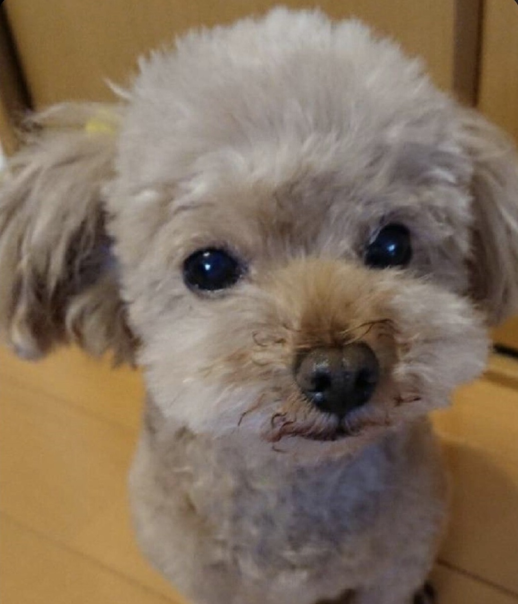 もとにした愛犬の写真